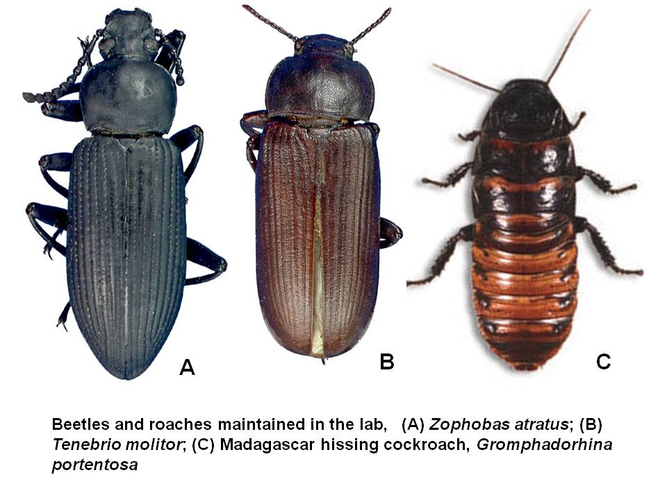 Beetles/roaches