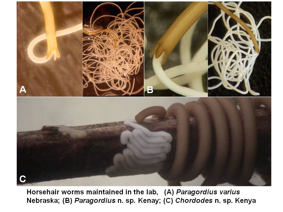 Nematomorpha