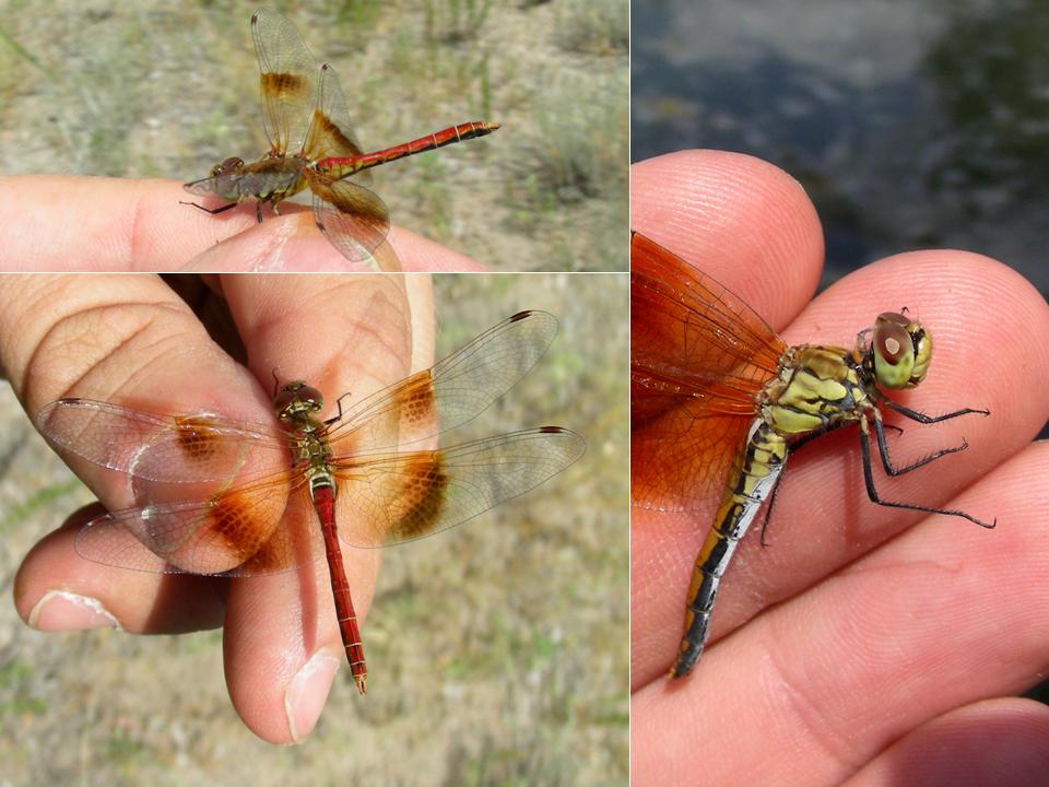 Male and Female Western Band-Winged Meadowhawk (Sympetrum semicinctum occidentale) NE