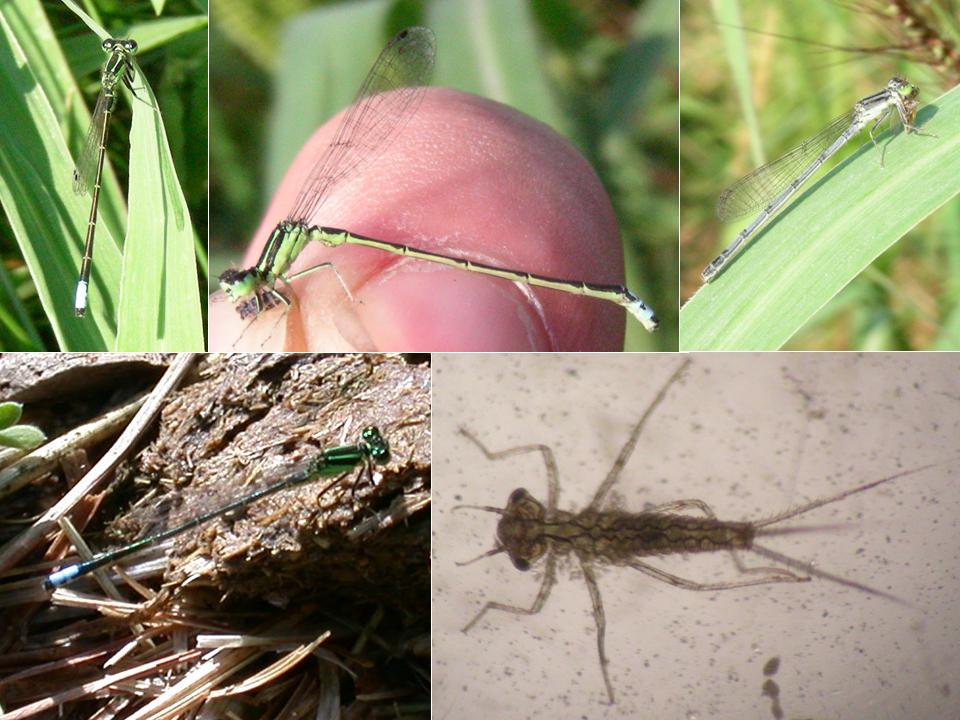 Male, Female and Larva Eastern Forktail (Ishnura verticalis) NE