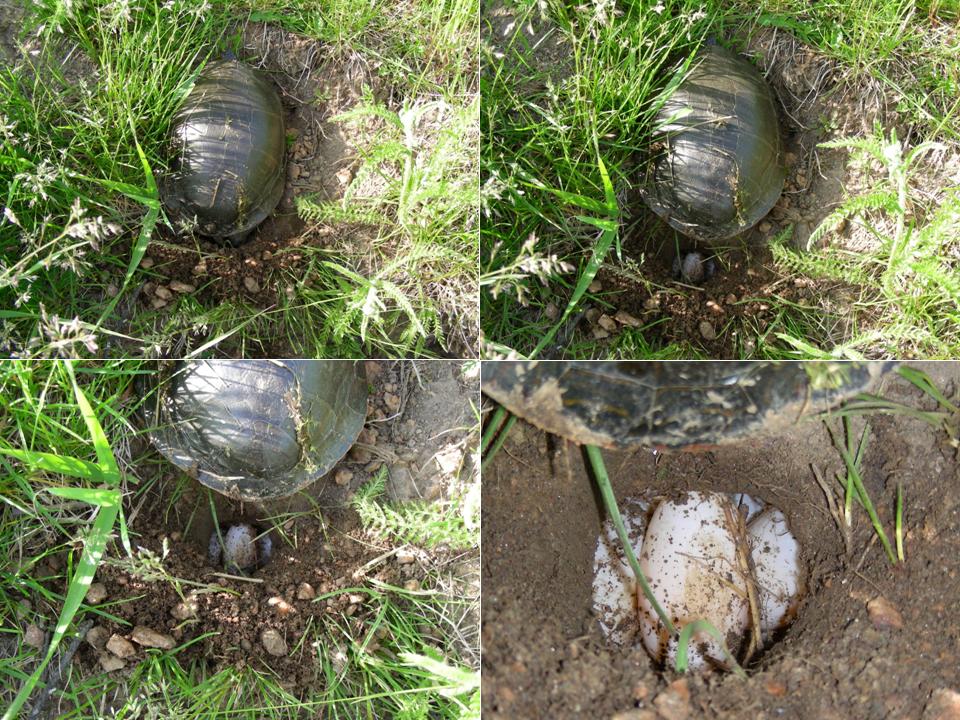 Painted Turtle laying eggs